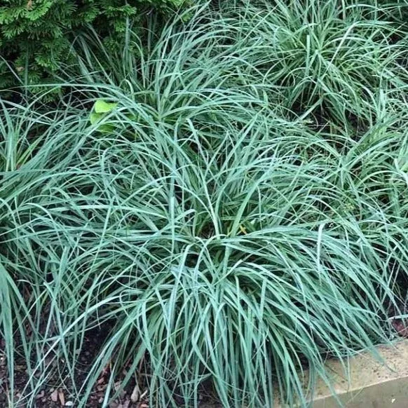 Blue Zinger Sedge