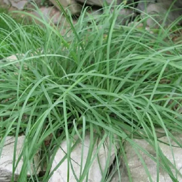 Blue Zinger Sedge