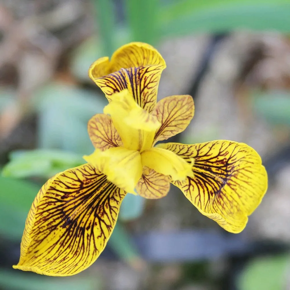 Iris Pseudacorus Berlin Tiger Aquatic Pond Plant - Yellow Flag Iris