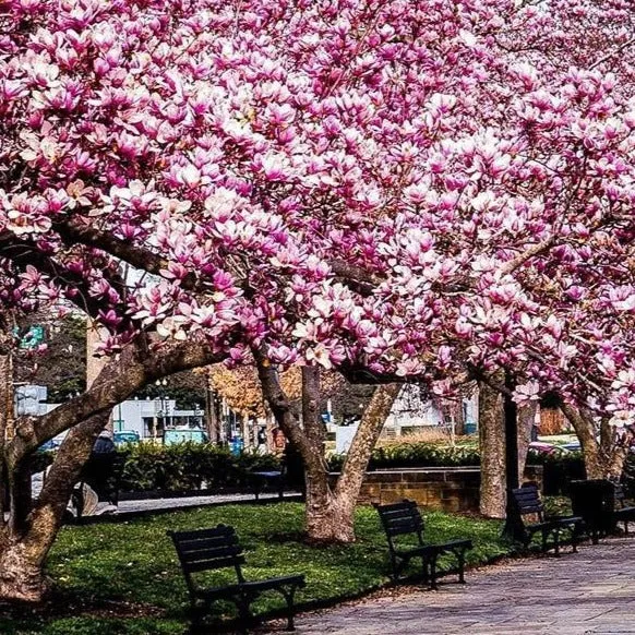 Jane Magnolia Tree