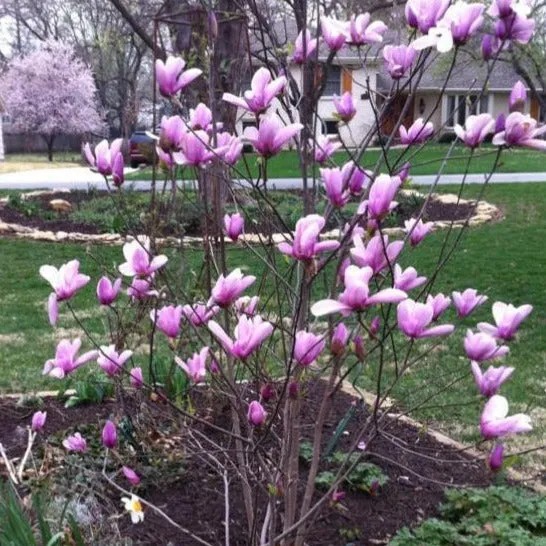 Jane Magnolia Tree