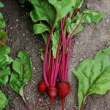 Organic Heirloom Tall Top Early Wonder Beet Seeds