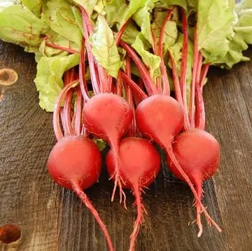 Organic Heirloom Tall Top Early Wonder Beet Seeds