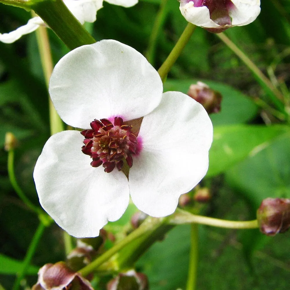 Sagittaria Sagittifolia Aquatic Pond Plant - Duck Potato