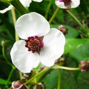 Sagittaria Sagittifolia Aquatic Pond Plant - Duck Potato